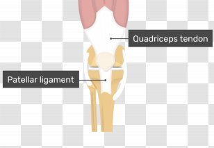 Shoulder Patellar Ligament Knee Quadriceps Femoris Muscle - Heart - Tendinitis Transparent PNG