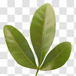 Mexican Orange Shrub Mexico Evergreen Transparent PNG