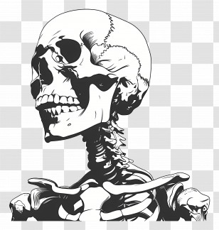 Skeleton - Detailed Human Skeleton In Sketch Style Transparent PNG