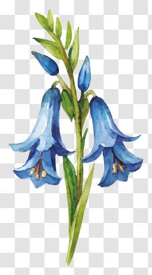 Blue Flower - Blue Bell Flower Botanical Illustration Transparent PNG