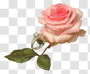 Proposal Day - Pink Rose Paired With A Diamond Ring Transparent PNG