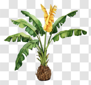 Cartoon - Banana Plant With Yellow Flower Transparent PNG