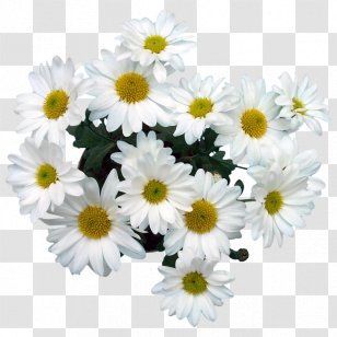 Common Daisy Marguerite Oxeye Chrysanthemum Roman Chamomile - Albert Camus Transparent PNG