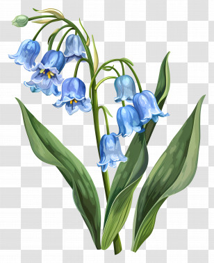 Lily Of The Valley - Bluebell Flower Illustration Transparent PNG