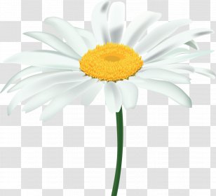 Flower Plant Oxeye Daisy Chamomile Family Transparent PNG