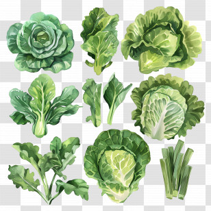 Lettuce - Assorted Green Leaves And Vegetables Illustration Transparent PNG
