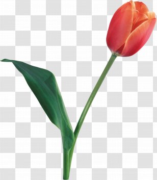 Indira Gandhi Memorial Tulip Garden Wallpaper - Seed Plant - Image Transparent PNG