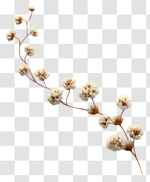 Flower Line - Delicate White Flowers On Branch Transparent PNG
