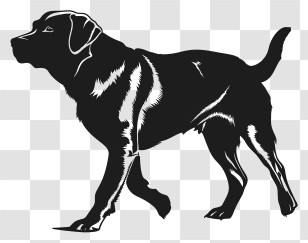 Dog Silhouette - Black Labrador Silhouette Illustration Transparent PNG