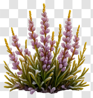 Cartoon - Lavender Plant Transparent PNG