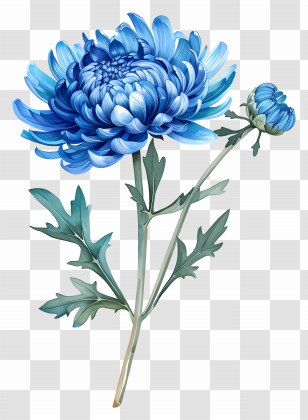 Blue Chrysanthemum - Blue Chrysanthemum Flower With Bud Illustration Transparent PNG
