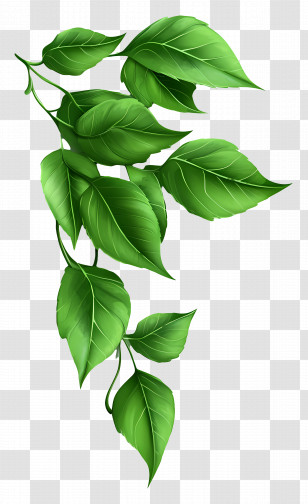 Green Leaf - Hanging Green Leaves Transparent PNG