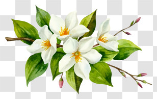 Cartoon - Luxurious Jasmine Flower Branch Artwork Transparent PNG