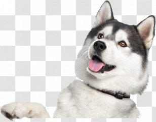 The Siberian Husky Samoyed Dog German Shepherd - Alaskan Malamute Transparent PNG