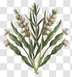 Plant With Flowers - Green Plant Illustration Transparent PNG