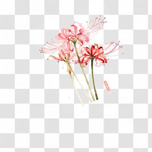 Drawing Red Spider Lily Illustration Art Flower Pink Family Plant Stem Transparent Png