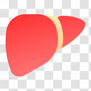 Liver - Red Liver Illustration For Health Education Transparent PNG