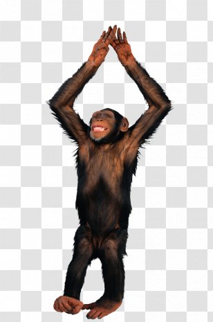 Gibbon Haplorhini Monkey Clip Art - Arm - Hand Transparent PNG