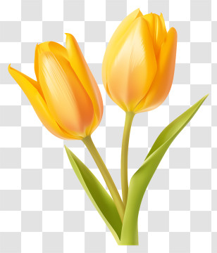 Yellow Tulips - Yellow Tulips Blooming Transparent PNG