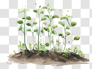 Sprouting - Growing Plant Seedlings In Rich Soil Transparent PNG