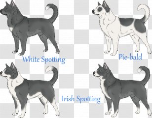 Lapponian Herder Siberian Husky Seppala Sleddog JÃ¤mthund Canaan Dog - Norwegian Lundehund - Spotted Transparent PNG