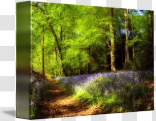 Canvas Print Printing Art - Woodland - Bluebells Transparent PNG