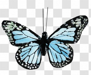 Monarch Butterfly Insect Moth - Liphyra Brassolis Transparent PNG