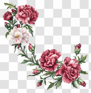 Carnation Flower - Pink Flowers Illustration Transparent PNG