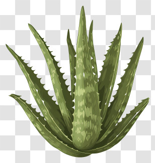 Aloe Vera Leaf - Illustration Of Aloe Vera Plant With Green Leaves Transparent PNG