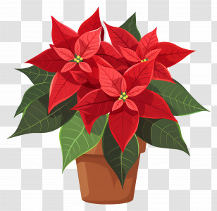 Poinsettia Flower - Potted Poinsettia Illustration Transparent PNG