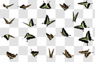 Butterfly Download Transparency And Translucency - Invertebrate - Butterflies Swarm File Transparent PNG