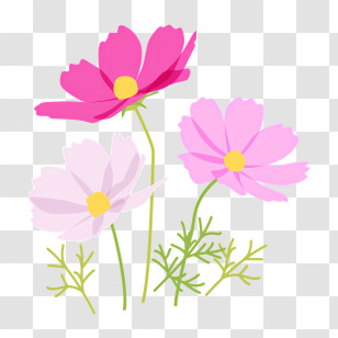 Cosmos Flower - Pink Cosmos Flowers Illustration Transparent PNG