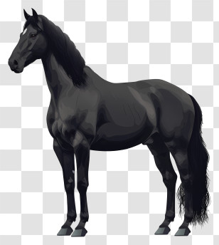 Black Horse - Majestic Black Horse Illustration Transparent PNG