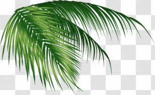 Arecaceae Coconut Leaf - Tree Transparent PNG