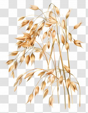 Oats - Oat Plant Botanical Illustration Transparent PNG