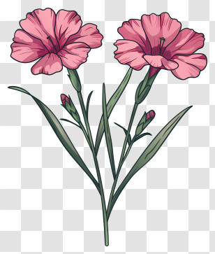 Dianthus Flower - Hand-Drawn Pink Flowers Bouquet Transparent PNG