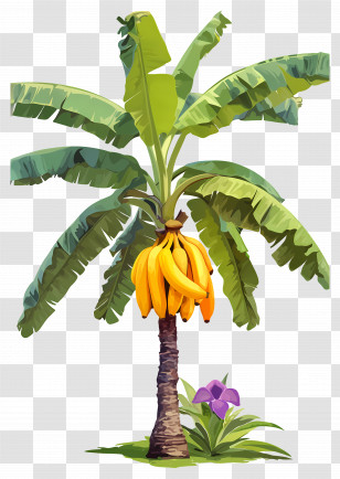 Banana Tree - Tropical Banana Tree With Bunches Of Fruit Transparent PNG
