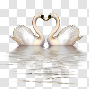 Goose - Elegant Swans Forming A Heart Shape In Water Transparent PNG