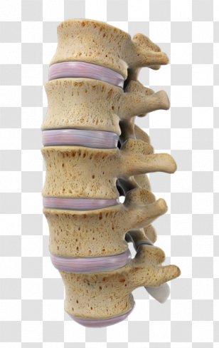 Lumbar Vertebrae Sacrum Vertebral Column Sagittal Plane - Stock Photography - Epidural Sciatica Pain Transparent PNG