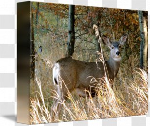 White-tailed Deer Musk Deers Antler Transparent PNG