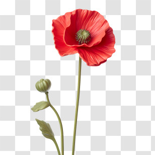 Poppy Flower - Red Poppy Flower Illustration Transparent PNG