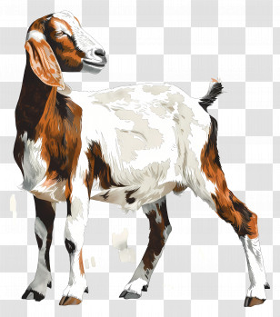 Boer Goat - Illustration Of A Brown And White Goat Transparent PNG