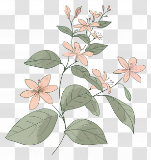 Flower Branch - Delicate Flower Branch Illustration Transparent PNG