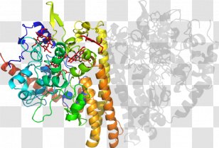 Food Clip Art - Text - Shewanella Oneidensis Transparent PNG