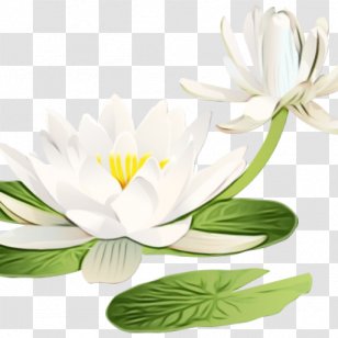 Oxeye Daisy Fleur Blanche White Flower Petal - Plant Stem Transparent PNG