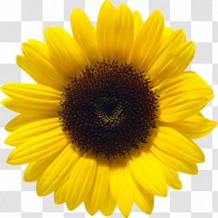 Common Sunflower Clip Art - Petal - Sticker Transparent PNG