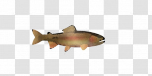 Animal Figurine Fish Biology Science Transparent PNG