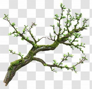 Tree Branch Moss - Green Tree Branch With Moss And Leaves Transparent PNG