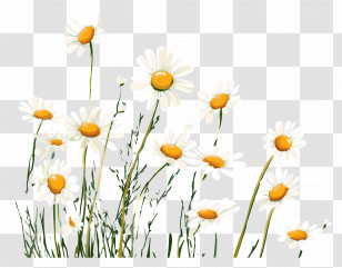 Flower Background - Blooming White Daisies In Field Transparent PNG