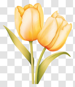 Tulips - Beautiful Yellow Tulips For Spring Decoration Transparent PNG